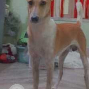 Missing: Brown Male Indie Dog from Natun Diyara, near Natya Mahal Club, Garia, Kolkata-2