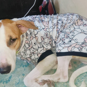 Missing: White-Brown Mix Male Indie Dog from Shakarpur, Delhi , U block-2