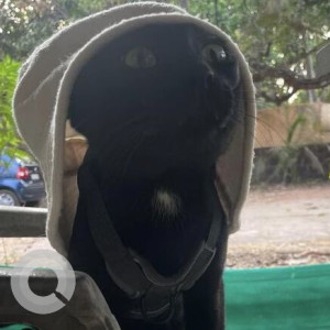 Missing: Black Male Indie Cat from Ozran Beach-2