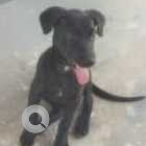Missing: Black Female Indie Dog from Lothkunta signal area, Alwal-2