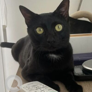 Missing: Black Male Indie Cat from Ozran Beach