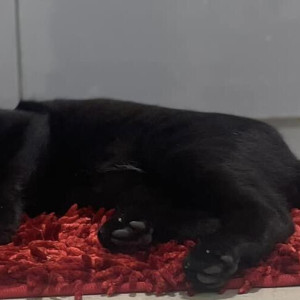 Missing: Black Male Indie Cat from Ozran Beach-3