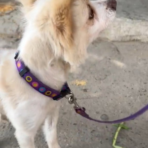 Found: White Female Indie Dog from South City 1 mandir-2