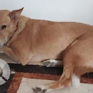 Missing: Brown Female Indie Dog from Sohna road, Gurgaon-2