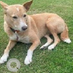 Missing: Brown Female Indie Dog from Sohna road, Gurgaon