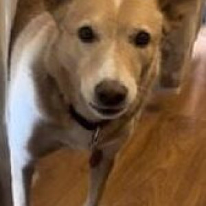 Missing: Brown Female Indie Dog from Sohna road, Gurgaon-3