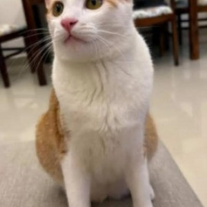 A White-Brown Mix Indie Cat Missing from BTM Layout, Bengaluru-2