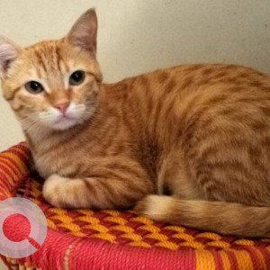 Missing: Orange Female Ginger cat Cat from Sanpada area.