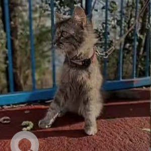 Missing: Grey Female Persian Cat from Maharaj Mandir Khanugaon, Bhopal-3