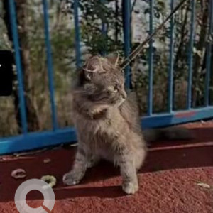 Missing: Grey Female Persian Cat from Maharaj Mandir Khanugaon, Bhopal-2
