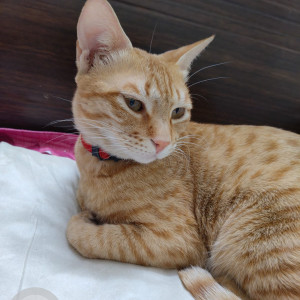 A Orange Ginger Stray Cat Found from Ayurvigyan Nagar, New Delhi-2