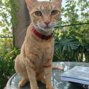 A Orange Ginger Stray Cat Found from Ayurvigyan Nagar, New Delhi