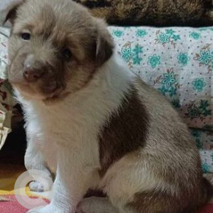 Missing: White-Brown Mix Male Indian Pariah Dog from Middle Dumaram, Ward No. 5, Kurseong, Darjeeling