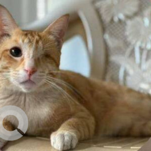 Missing: Orange Male Ginger cat Cat from Modi Park, Iraniwadi Road no. 3 Kandivali West-2