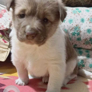 Missing: White-Brown Mix Male Indian Pariah Dog from Middle Dumaram, Ward No. 5, Kurseong, Darjeeling-3