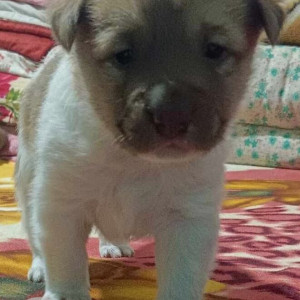 Missing: White-Brown Mix Male Indian Pariah Dog from Middle Dumaram, Ward No. 5, Kurseong, Darjeeling-2