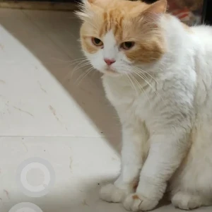 A White-Brown Mix Persian Cat Missing from Girgaon, Mumbai
