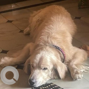 Missing: White Male Golden Retriever Dog from Girinagar