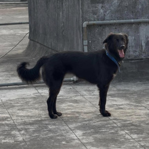 Missing: Black Male Indie Dog from Undri area-3