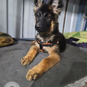 Missing: Black and Brown Male German Shepherd Indie mix Dog from Begur Road, Singasandra, Aishwarya Crystal Layout near Fab Hypermart