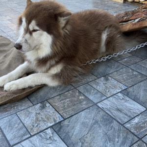 Found: White-Brown Mix Male Husky Dog from Sichey, KBT Fuels (Barpipal petrol pump)-2
