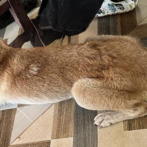 A White-Brown Mix Indie Dog Missing from Dmello Vaddo, Anjuna-3