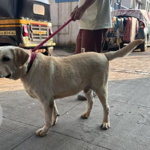 Found: White Male Labrador Dog from Parvati Police Chauki near Shahu college road-3