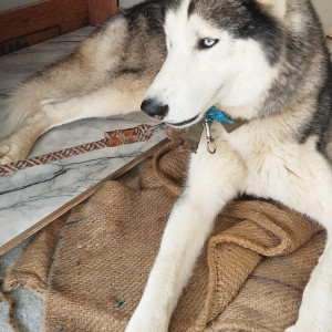 Found: Grey-White Mix Male Husky Dog from Banarghata road, gottikere lake-2