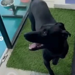 A Black Indie Dog Found from Banaswadi, Bengaluru-2