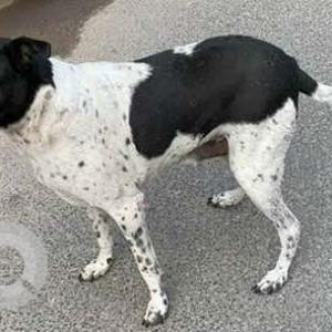 Missing: Black and White Male Indie Dog from Rajouri Garden, Kirti Nagar, Delhi Cantt, Maya Puri-2