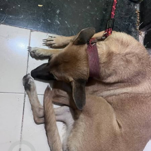 Found: Brown Female Belgian Shepherd breed Dog from Akla Nagar Vakola Police Station Road Santacruz East Mumbai-2