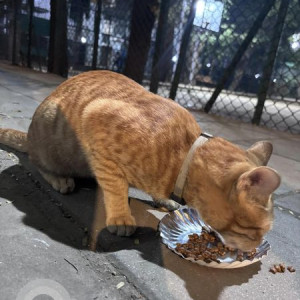 Found: Orange Male Tabby Cat from Orlem area near JBC Ground-2