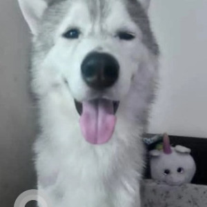 A White and Grey Siberian Husky Dog Missing from Hongasandra, Bengaluru