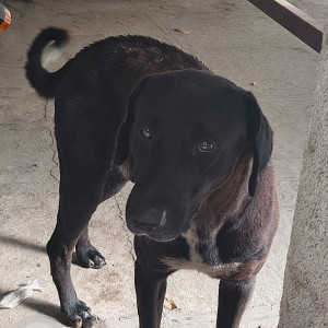 Missing: Black and White Male Indie Dog from Ghole Road Shivajinagar