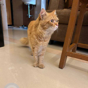 Found: Orange Female Persian Cat from Sector 2 Government society  , New panvel , Navi mumbai-3