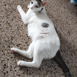 Missing: Black and White Female Calico Cat from H Block, Vikas Puri-4