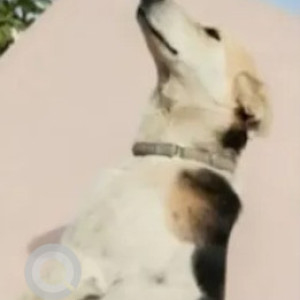 A Black and White Indie Dog Missing from Kodihalli, Bengaluru-2