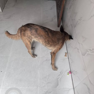 A Black and Brown Indie Dog Found from Vikaspuri, New Delhi-2