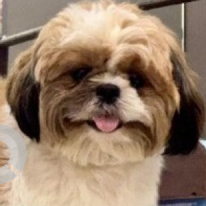 A White-Brown Mix Shih Tzu Dog Missing from Sector 100, Noida