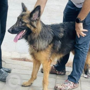 Found: Black and Brown Female German Shepherd Dog from Rahul hotel Aundh