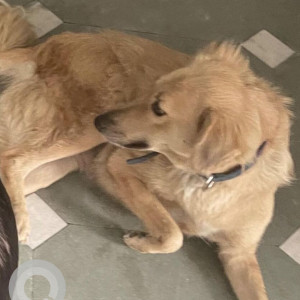 Missing: Brown Female Indie Dog from Gagan Vihar, East Delhi