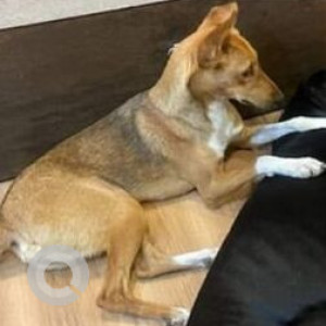 Missing: Brown Female Indie Dog from Hari Ganga and Deccan college