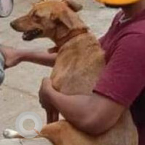 Missing: Brown Female Indie Dog from Hari Ganga and Deccan college-2