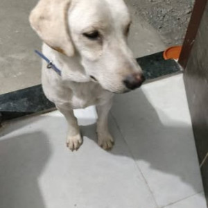 Found: White Male Labrador Dog from Green Valley near Indra City Wagholi-3