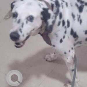 Missing: Black and White Female Dalmatian Dog from Cowl bazar