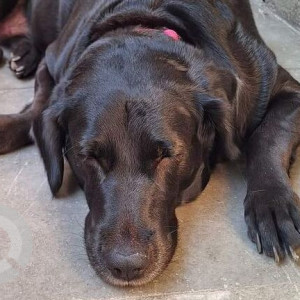 Found: Black Male Labrador Dog from Ramtekdi, Hadapsar. SRPF gate no.1