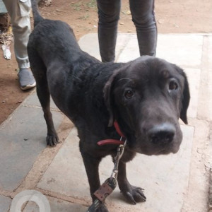 Found: Black Male Labrador Dog from Madgaon ,Vishal Mart