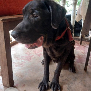 Found: Black Male Labrador Dog from Madgaon ,Vishal Mart-2