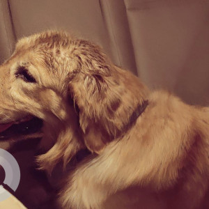 Golden Retriever found near Banjara market behind Business Zone,  Sector 50, Gurugram-2