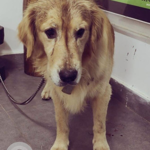 Golden Retriever found near Banjara market behind Business Zone,  Sector 50, Gurugram